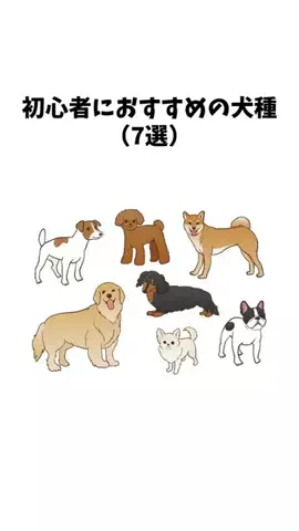 わんことの素敵な日常のTikTok投稿
