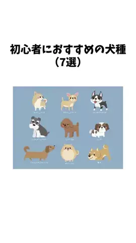 わんことの素敵な日常のTikTok投稿