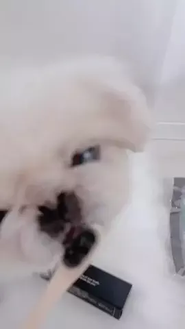 あぴねぇ🔞のTikTok投稿