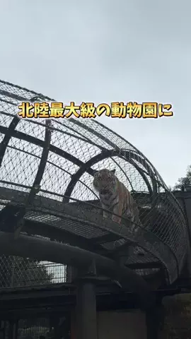 しーぱぱ|北陸・週末子連れお出かけのTikTok投稿