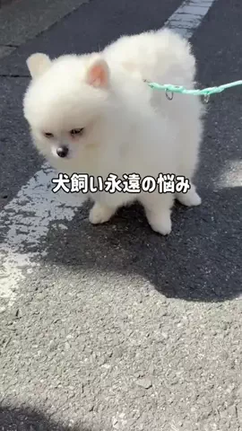 ポメラニアンのミル🍼のTikTok投稿