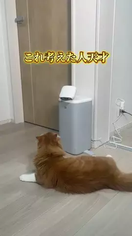 はく｜ちょいズル暮らしハックのTikTok投稿