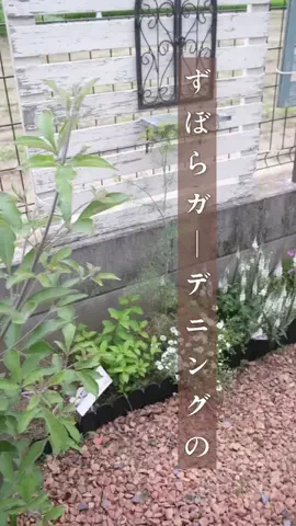 みゆきのTikTok投稿