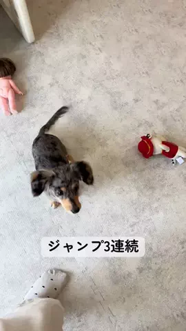RuRu🐶ダップルチワックス子犬のTikTok投稿
