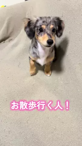 RuRu🐶ダップルチワックス子犬のTikTok投稿