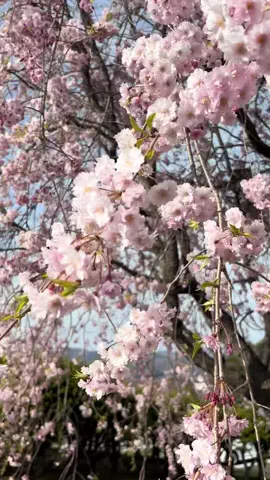 おとけしきのTikTok投稿