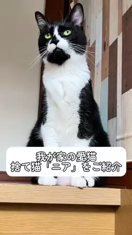 中尾彩乃のTikTok投稿