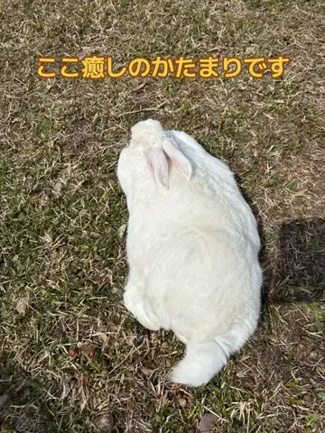 おとけしきのTikTok投稿