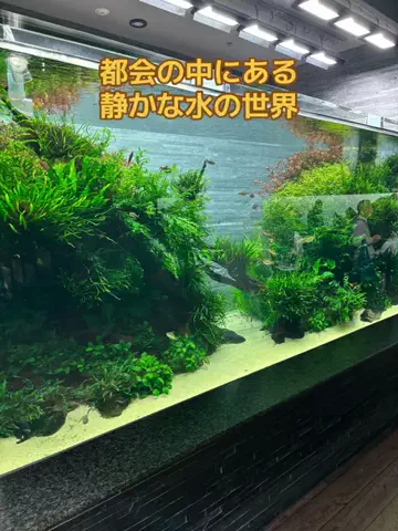 おとけしきのTikTok投稿