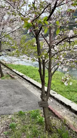 おとけしきのTikTok投稿