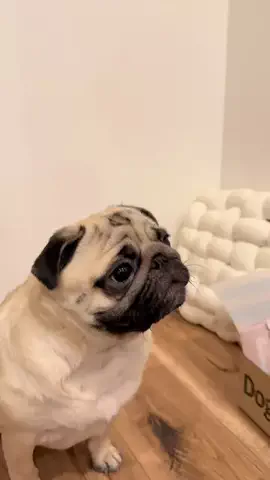 パグのもろみ🐾 / pugのTikTok投稿