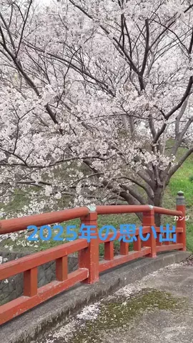 カンジのTikTok投稿