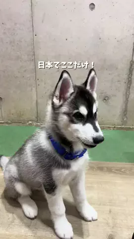 そら｜各駅のお出かけ情報のTikTok投稿