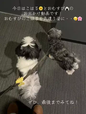 脂肪ちゃん🩺美容外科ナースの限界多頭飼いのTikTok投稿