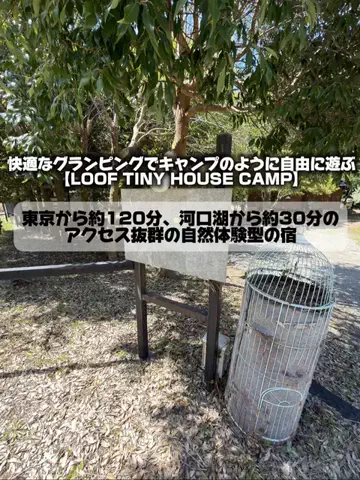 日本グルメのTikTok投稿