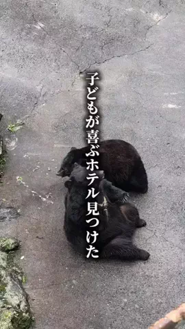ココロ旅人のTikTok投稿