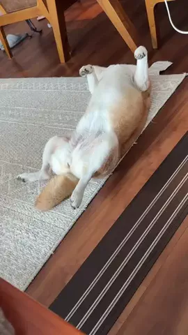 柴犬さくのTikTok投稿