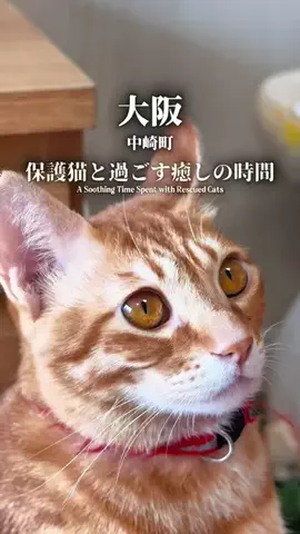 まえすけ｜大阪カフェ・大阪グルメ・関西おでかけデートのTikTok投稿