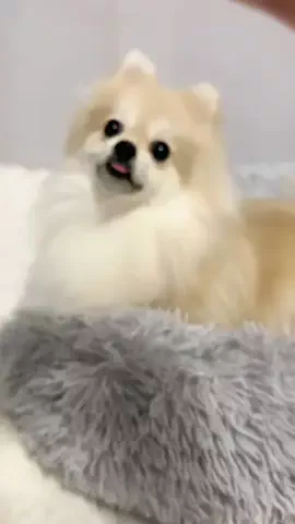 👑ぽてぽてランド👑のTikTok投稿