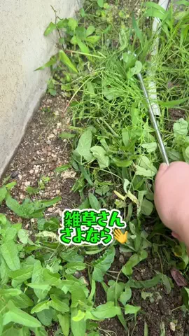 みやも人形のTikTok投稿
