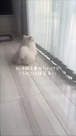 まめこ|のんびりなポメラニアンのTikTok投稿
