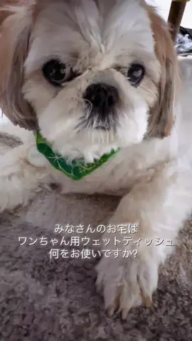 ロックともみ助の毎日のTikTok投稿