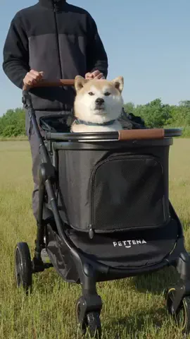 うたまる｜柴犬との暮らしのTikTok投稿