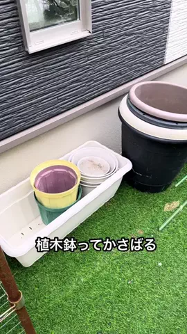 はるの芝生のTikTok投稿