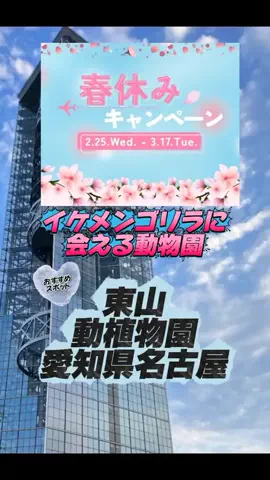 👑マルプー Binta｜ホテル旅🐻‍ 旅とご褒美🛍️のTikTok投稿