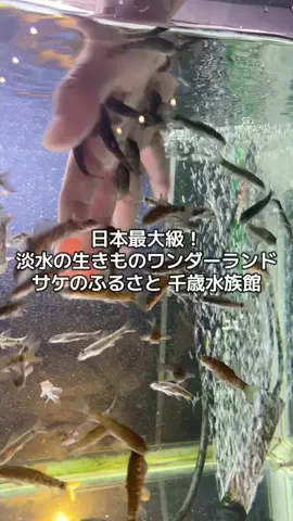 出張や旅行で泊まって良かったホテル紹介🐶KALU🐶のTikTok投稿