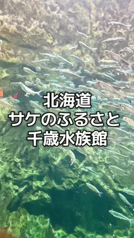 出張や旅行で泊まって良かったホテル紹介🐶KALU🐶のTikTok投稿