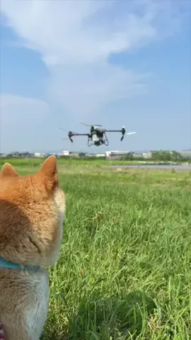 淡路島の農家のTikTok投稿
