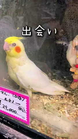 オカメのきいちゃんのTikTok投稿