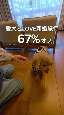ハズさない厳選旅ガイドのTikTok投稿