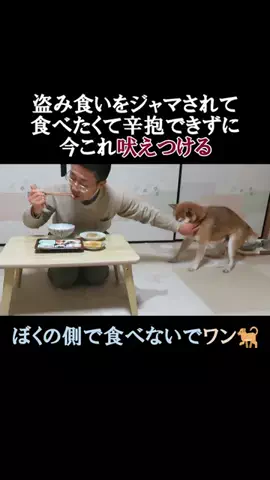 まめ田ちゃめ助のTikTok投稿