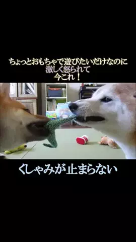 まめ田ちゃめ助のTikTok投稿