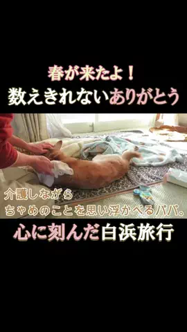 まめ田ちゃめ助のTikTok投稿