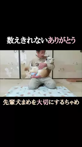 まめ田ちゃめ助のTikTok投稿