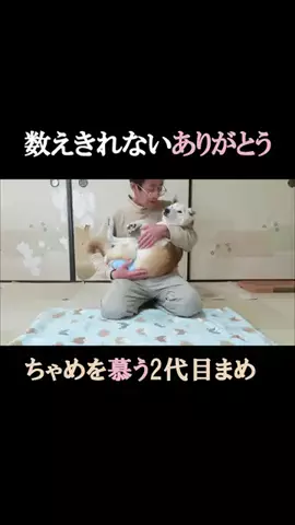 まめ田ちゃめ助のTikTok投稿