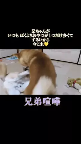 まめ田ちゃめ助のTikTok投稿