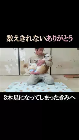 まめ田ちゃめ助のTikTok投稿