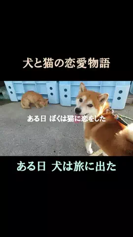 まめ田ちゃめ助のTikTok投稿