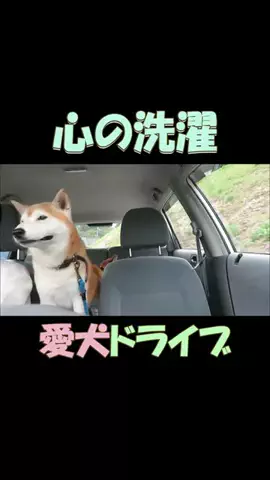 まめ田ちゃめ助のTikTok投稿