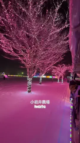 旅ニャンのTikTok投稿