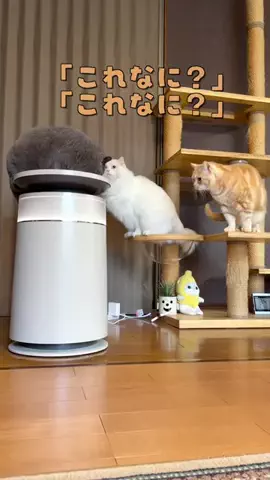 チーム猫松本家のTikTok投稿