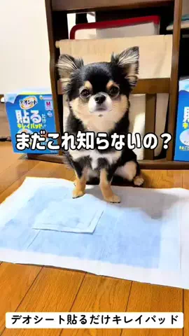 チワワのこまちゃんのTikTok投稿