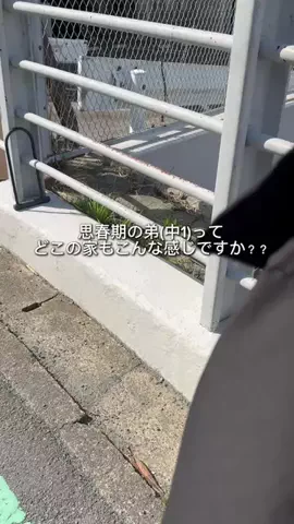 思春期な弟が愛おしいのTikTok投稿