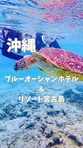 はらぺこももたすのTikTok投稿