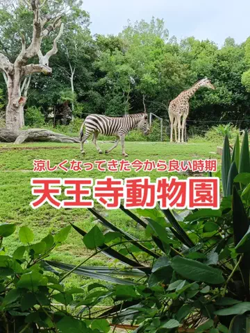 野良猫　イチくんとナナちゃんのTikTok投稿