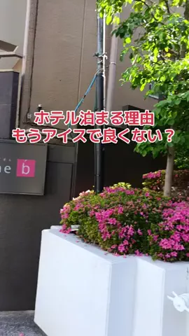野良猫　イチくんとナナちゃんのTikTok投稿